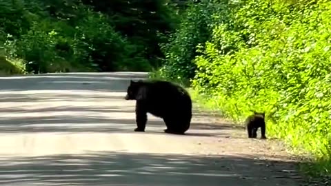 The mother bear is crossing the road with her cub!