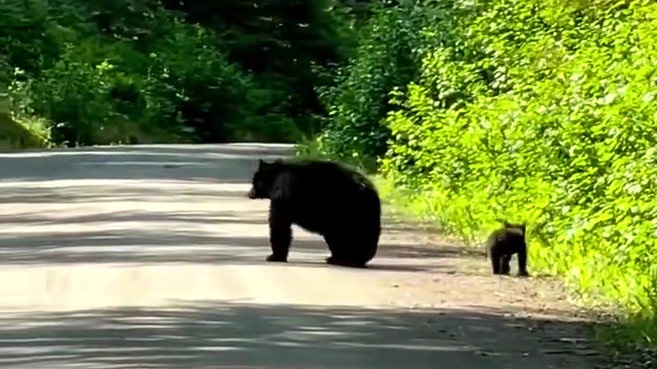The mother bear is crossing the road with her cub!