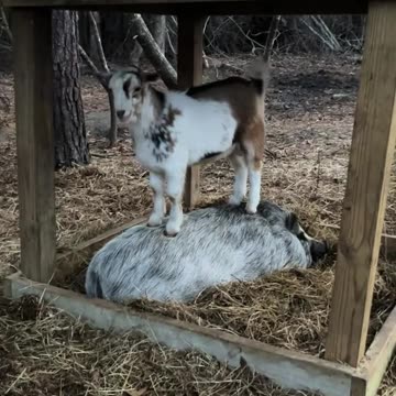 Getting those kinks in the back out