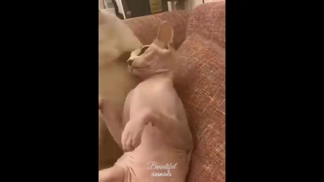 🐱😂 Purr-fectly Hilarious: Cats Being Cats! 🐾✨