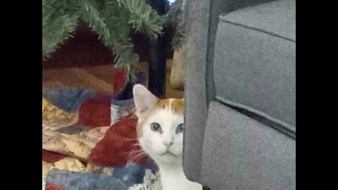 Buddy T Cat Photo Bomb