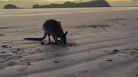 Today, I saw a kangaroo! 🦘 It was such a cool and unique experience.