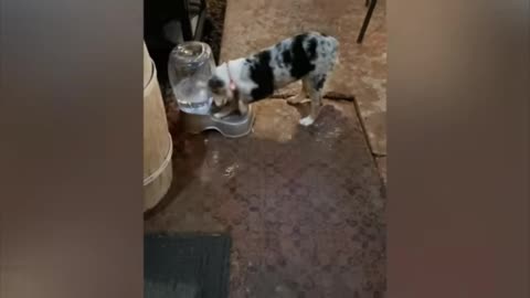 Dog playing with water