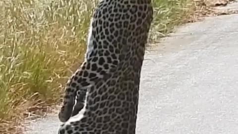 This leopard stands on 2 legs like a human