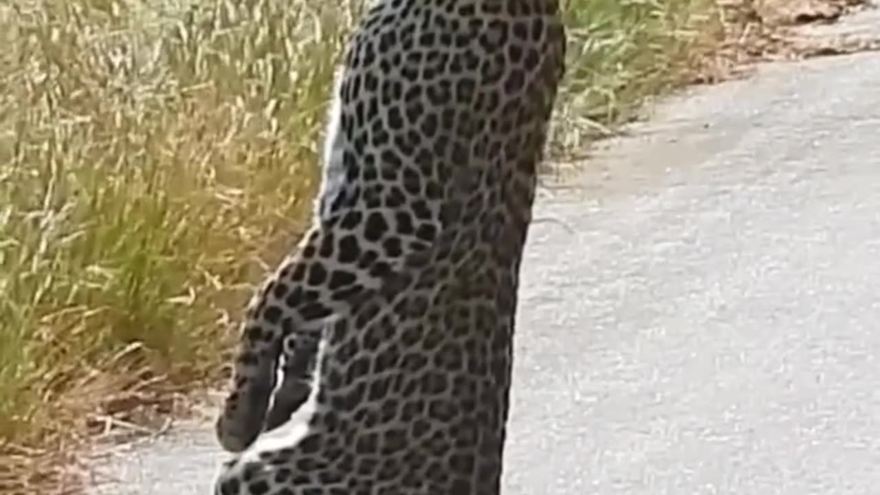 This leopard stands on 2 legs like a human