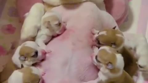 "Gave birth to 10 well-behaved babies nursing together; the dog mom is exhausted."