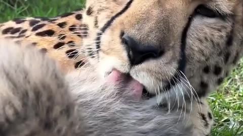 Father Jaguar Protects His Baby – Rare Wildlife Footage!