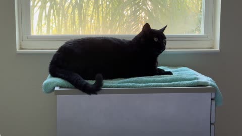 Cute Precious Piper Has Great Tail Control - My Adopted Shelter Cat Vlog