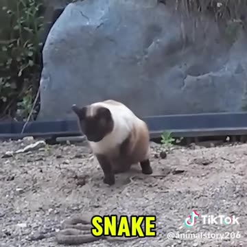 Cat VS. Snake
