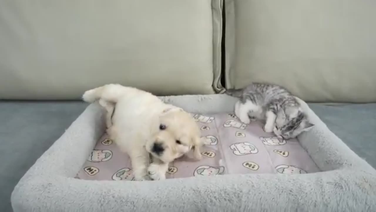 Kitten and Dog