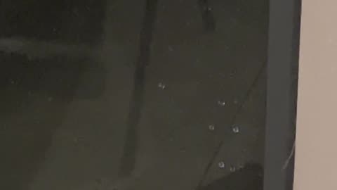 Bat Politely Knocks on Window During Rainstorm