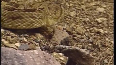 Rattler! WETA September 13, 2001 230am-300am EDT
