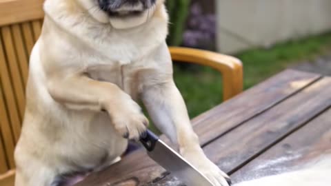 The Pug Chef