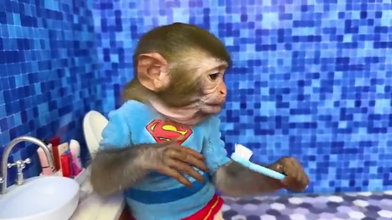 Monkey Baby Bon Bon oes to the toilet and plays with Ducklings in the swimming pool