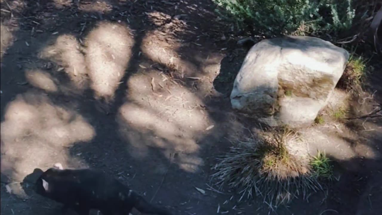 Tazmanian Devil enclosure at The San Diego Zoo