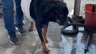 When her tiny tail nub wags, her whole body wiggles 😭