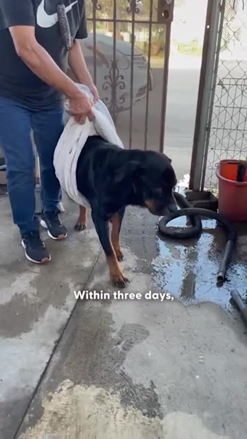 When her tiny tail nub wags, her whole body wiggles 😭