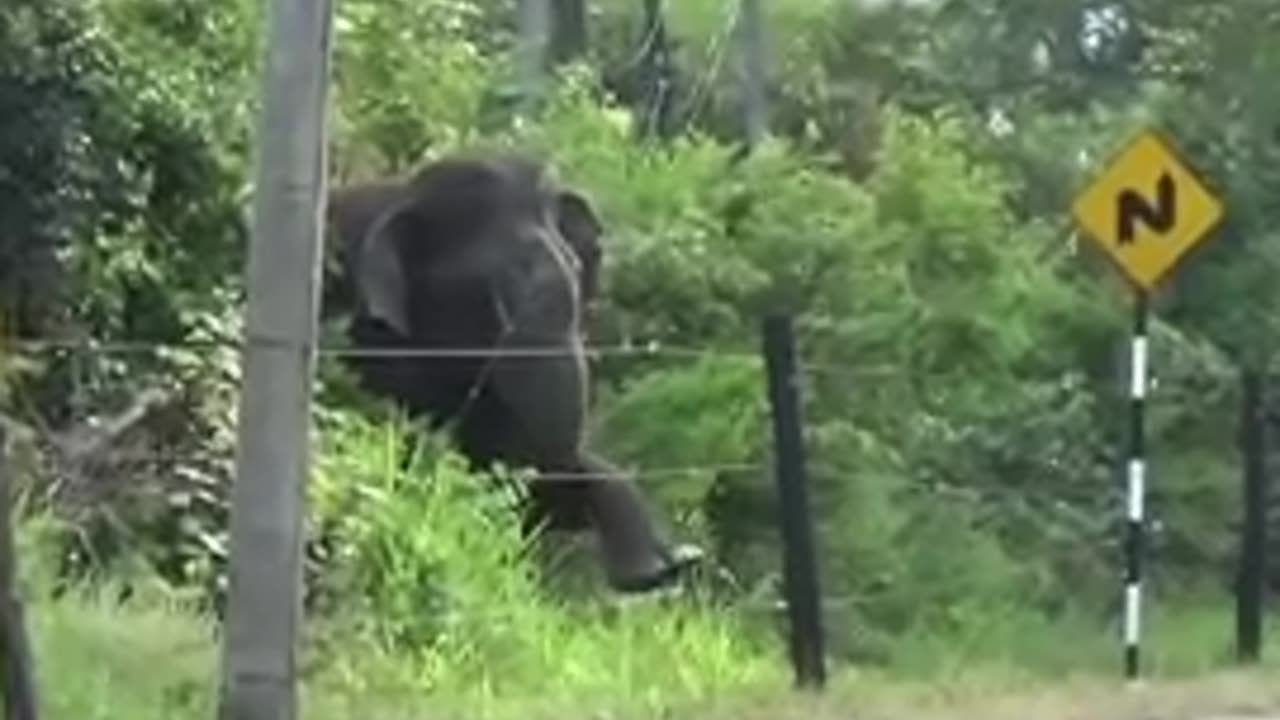 Elephant meets electric fence... hold onto your hats!