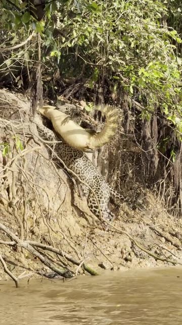 Jaguar Drags Massive Caiman Alligator Up a Steep Bank