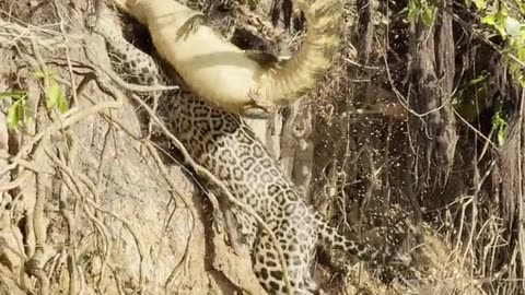 Jaguar Drags Massive Caiman Alligator Up a Steep Bank