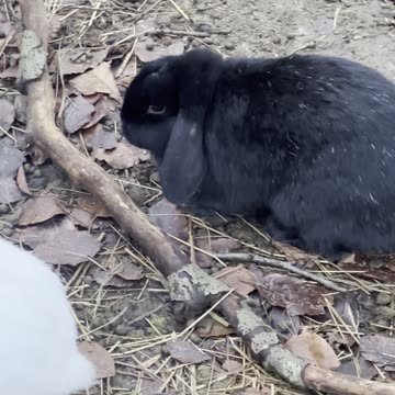 Scroll Break: Bunny Edition 🧸
