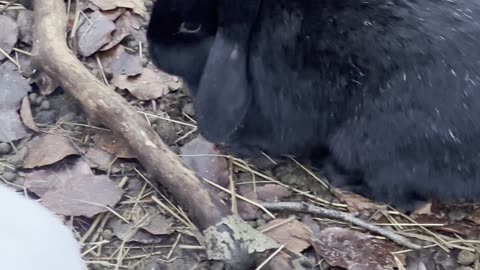 Scroll Break: Bunny Edition 🧸