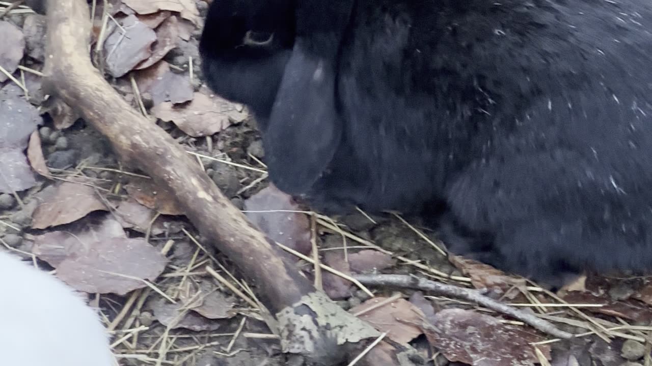 Scroll Break: Bunny Edition 🧸