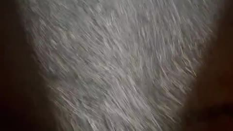 Lab test results show the Chemical "Fog" contains Serratian Marcescens