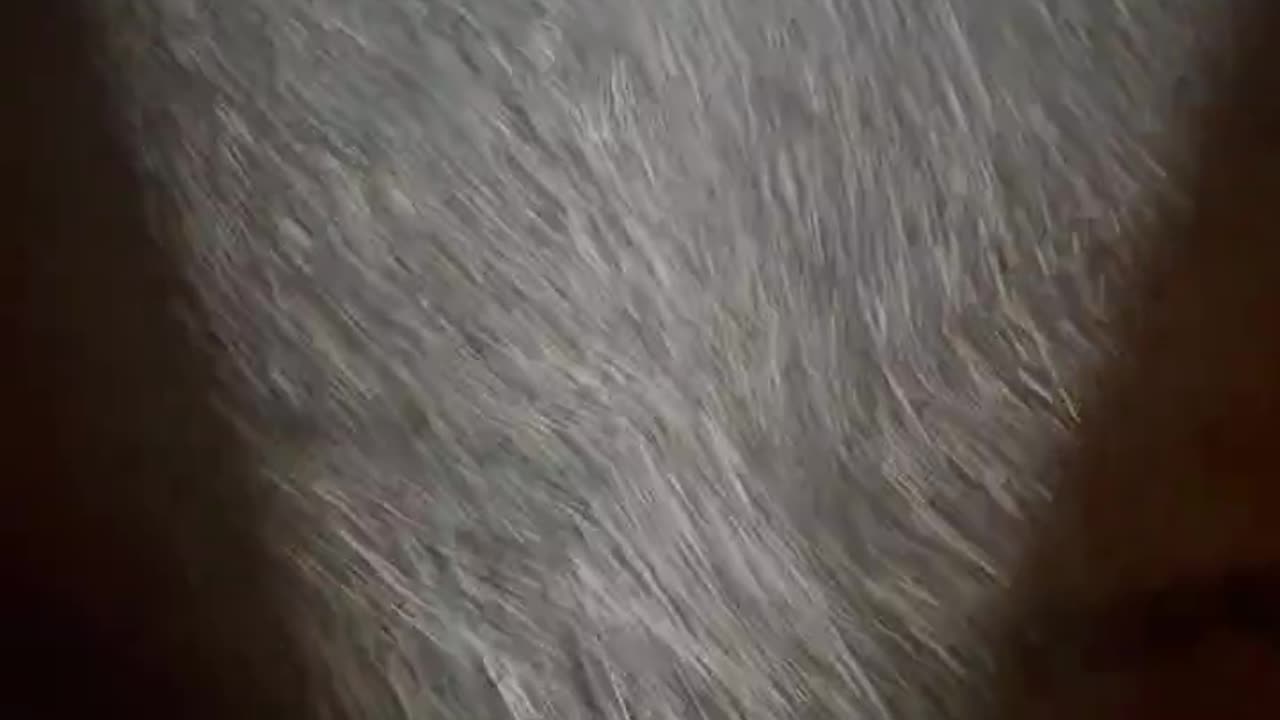 Lab test results show the Chemical "Fog" contains Serratian Marcescens