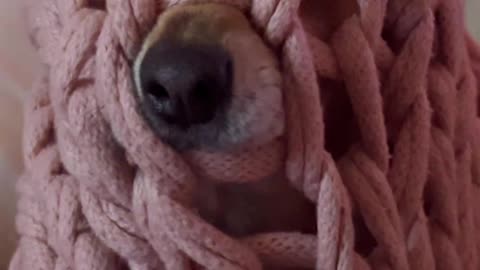 Duncan in His Battle Blanket