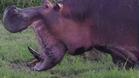 Hippopotamus Walking
