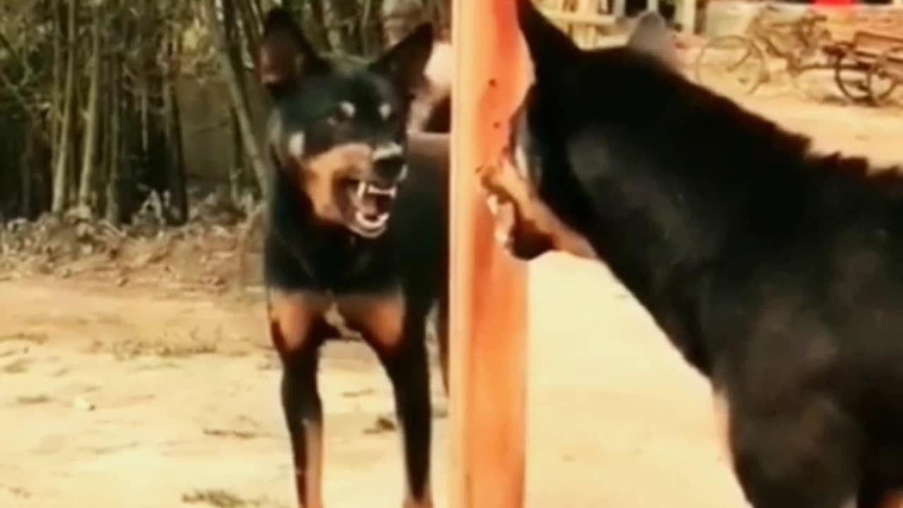 Dog mirror-2.