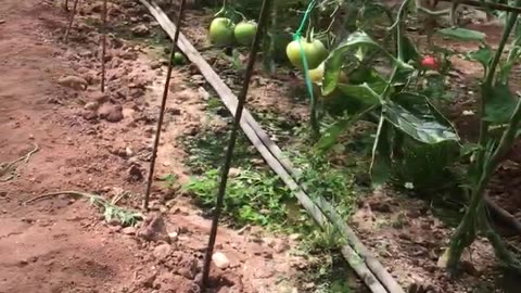 A greenhouse for single-crop tomato cultivation.