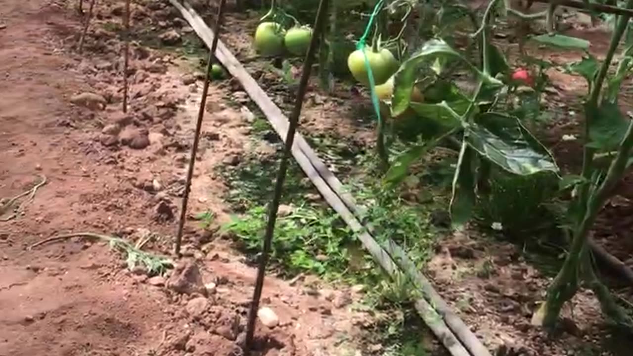 A greenhouse for single-crop tomato cultivation.