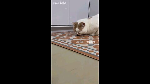 This time i am really here to help you quit cats!!!