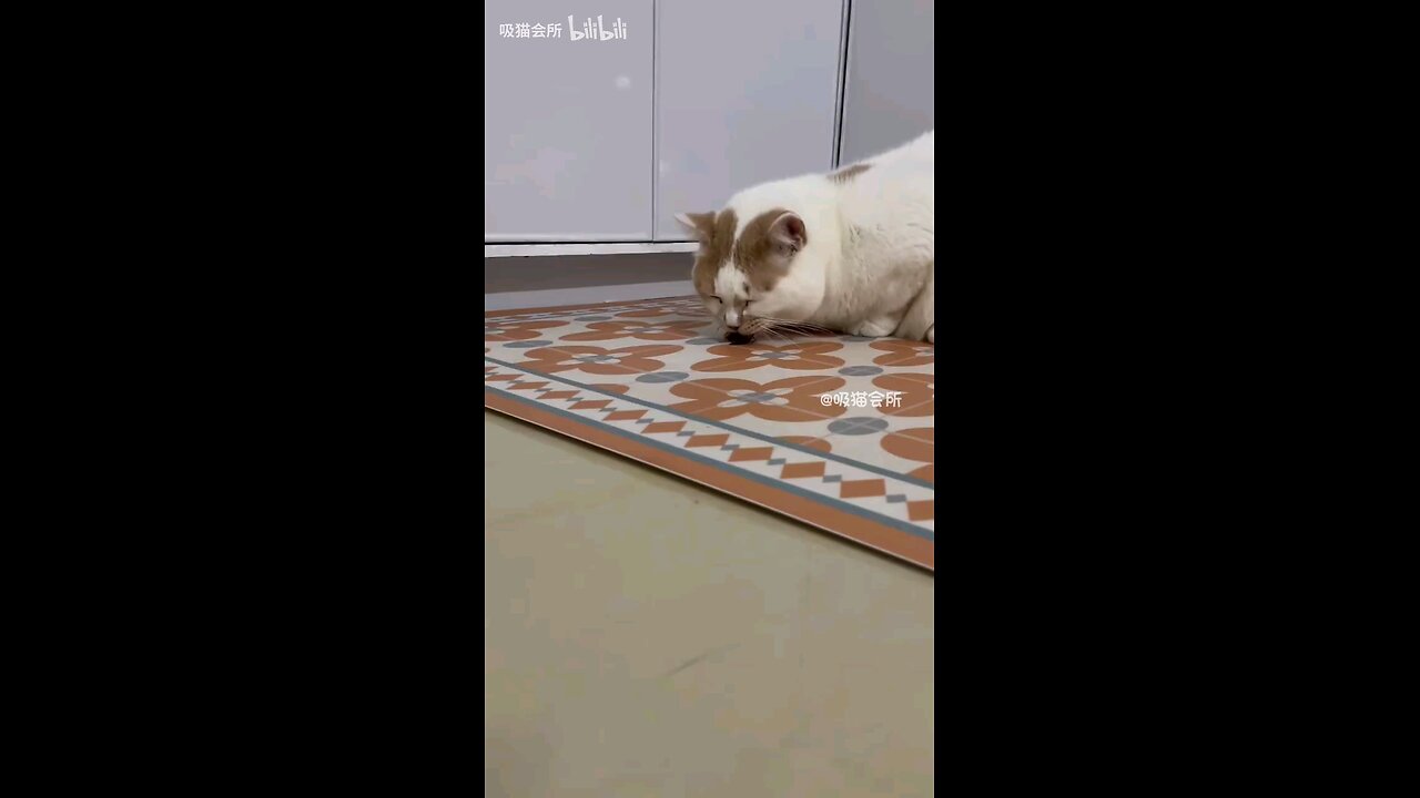 This time i am really here to help you quit cats!!!