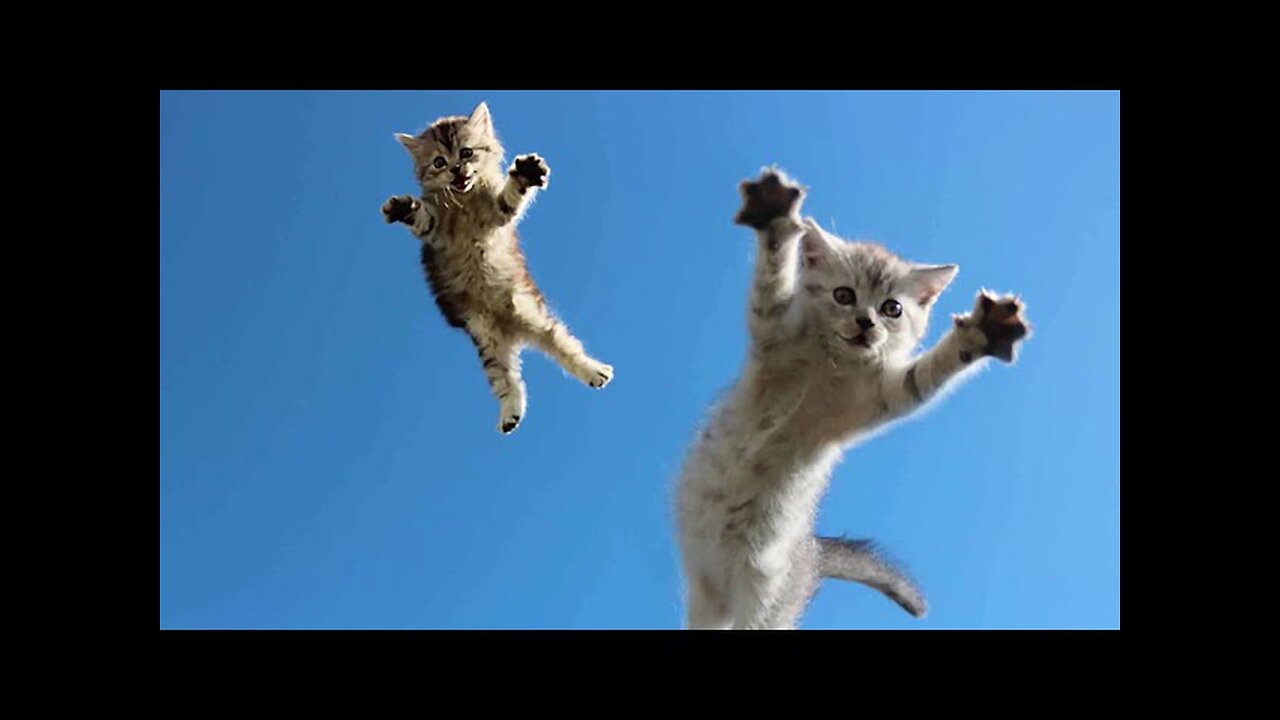 Best Cat Videos 2024