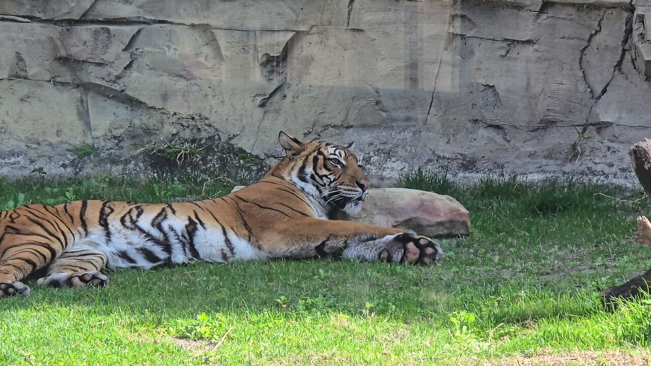 Tampa Tiger