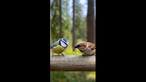 Funny birds talking