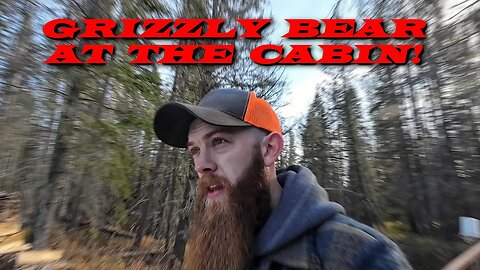 Grizzly Bear Break In At The Cabin!!