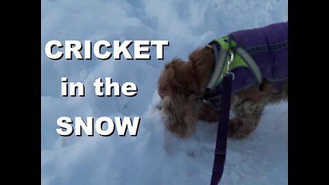 Cricket the Dog takes a Winter Walk through the Snowy Park | Feb 2025