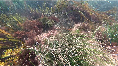 See it? AMAZING FISH CABEZON #fish #nature #cabezon La Jolla San Diego California