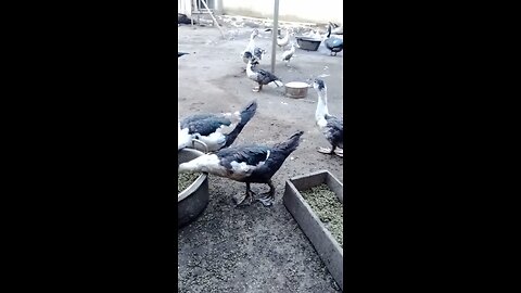 Profitable Livestock Farming in the Village