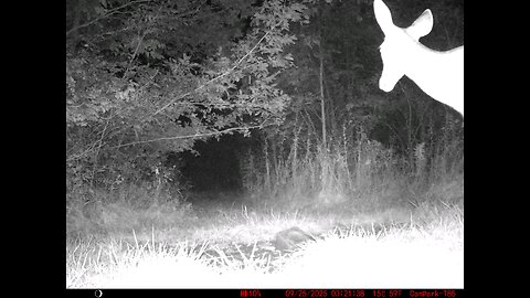 Deer Cam 09 25 2025 Doe Close Game Cam Trail Cam