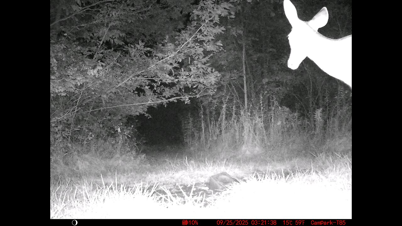 Deer Cam 09 25 2025 Doe Close Game Cam Trail Cam
