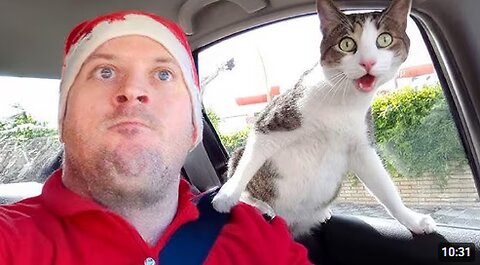 When You Have a Guard Cat 🐱 Funny Cat Video 2025