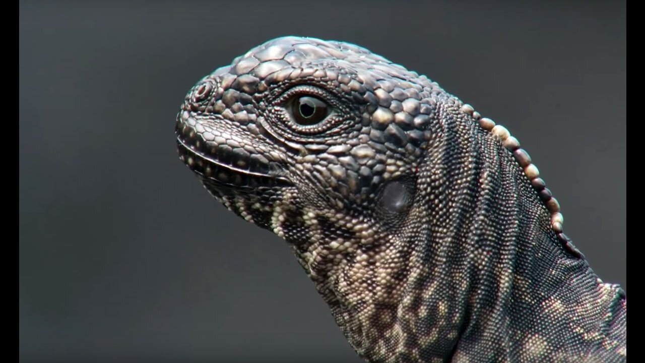 Iguana vs Snakes