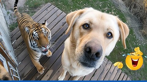 BEST Animal Videos of the Decade 😹🤣 | Funniest Pet Moments & Try Not to Laugh Challenge 2025