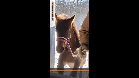 Under 30 seconds - weanling Marty backed off and led on to trailer - 22 Jan 2026