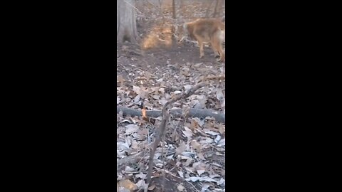 trapping beavers #8,#9 in a farm pond.... #backwoodslife, #beaver, #Godscountry, #trapping